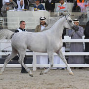 Senior Mare Gold  Champion: Menouah Al Rayyan (Fares Al Rayyan X Bint Messoudah M HP)