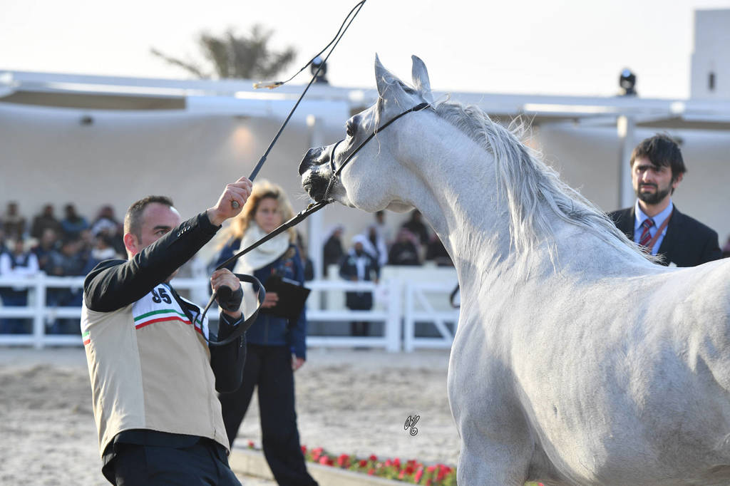 Senior Mare Gold  Champion: Menouah Al Rayyan (Fares Al Rayyan X Bint Messoudah M HP)