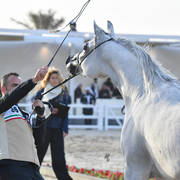 Senior Mare Gold  Champion: Menouah Al Rayyan (Fares Al Rayyan X Bint Messoudah M HP)