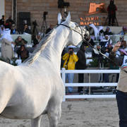 Senior Mare Bronze  Champion: Tibrah Al Shaqab (Farhoud Al Shaqab X Twom Hiddiyya)  