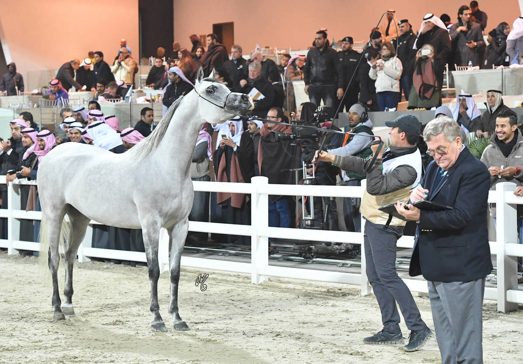 Senior Mare Bronze  Champion: Tibrah Al Shaqab (Farhoud Al Shaqab X Twom Hiddiyya)  