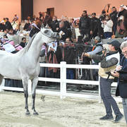 Senior Mare Bronze  Champion: Tibrah Al Shaqab (Farhoud Al Shaqab X Twom Hiddiyya)  