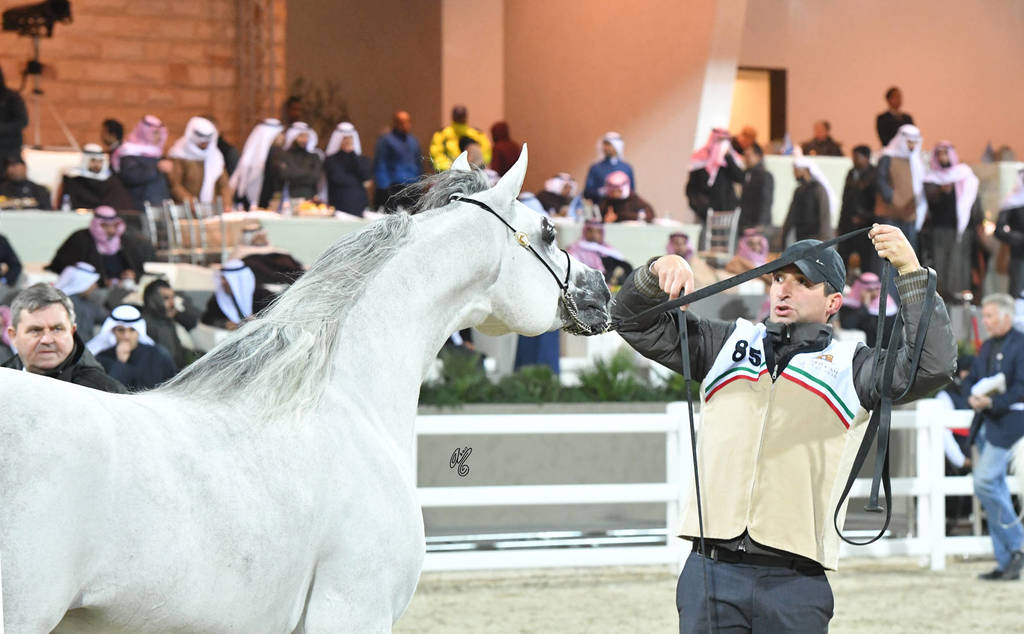 Junior Male Gold Champion: D Monaf (Royal Colours X D A Aniqah)   