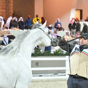 Junior Male Gold Champion: D Monaf (Royal Colours X D A Aniqah)   