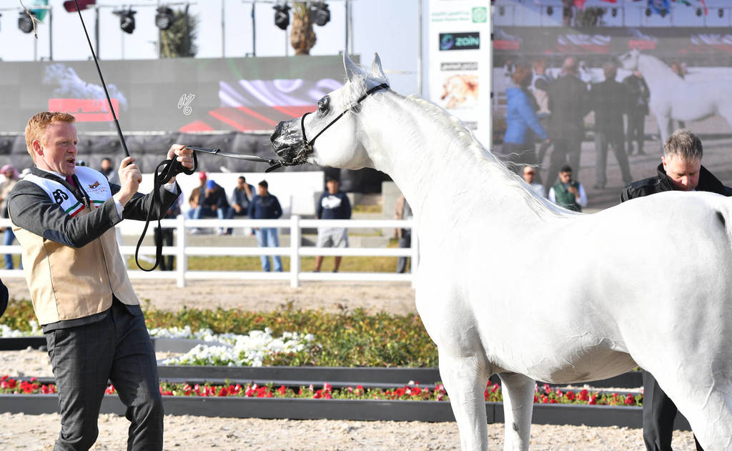 Junior Male Silver Champion: Ezz Aldanat (Shamekh Al Danat X Shalwa)