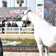 Junior Male Silver Champion: Ezz Aldanat (Shamekh Al Danat X Shalwa)