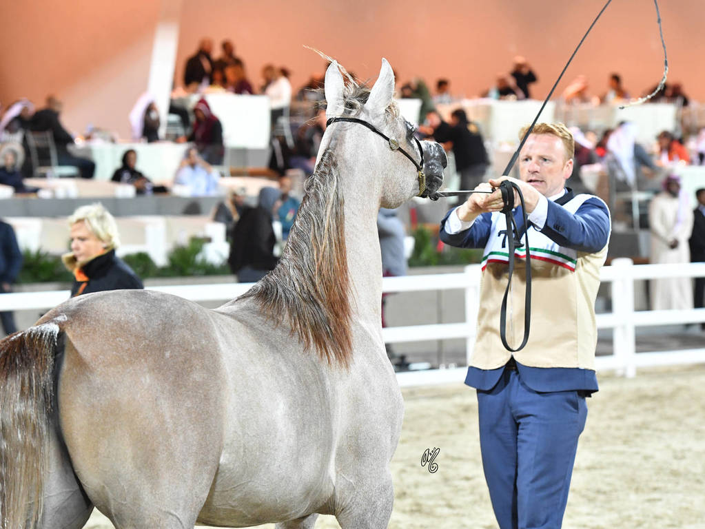 Junior Male Bronze Champion: Osama Al Daar (Dhahab Aldanat X Rizgat Al Bawadi) 