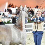Junior Male Bronze Champion: Osama Al Daar (Dhahab Aldanat X Rizgat Al Bawadi) 