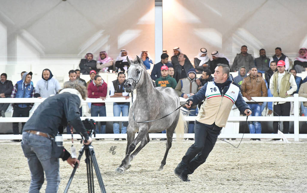Junior Female Silver Champion: Mashhoora Al Shaqab (Ansata Nile Echo X Lian Al Shaqab)   