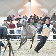 Junior Female Silver Champion: Mashhoora Al Shaqab (Ansata Nile Echo X Lian Al Shaqab)   