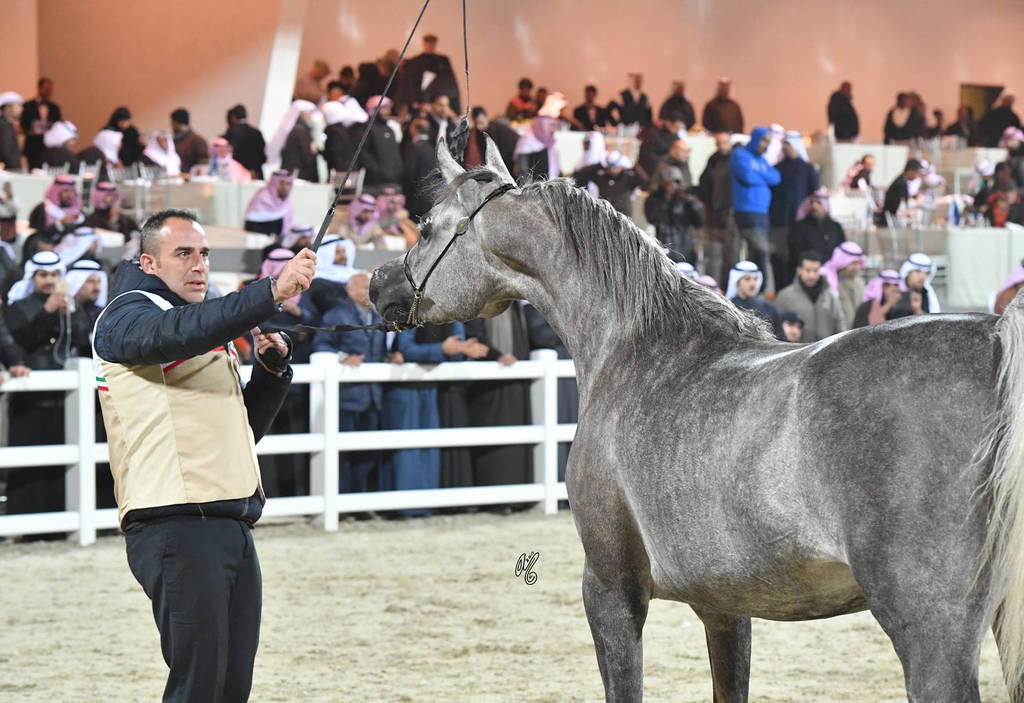 Junior Female Silver Champion: Mashhoora Al Shaqab (Ansata Nile Echo X Lian Al Shaqab)   