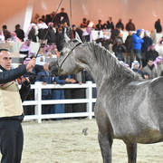 Junior Female Silver Champion: Mashhoora Al Shaqab (Ansata Nile Echo X Lian Al Shaqab)   
