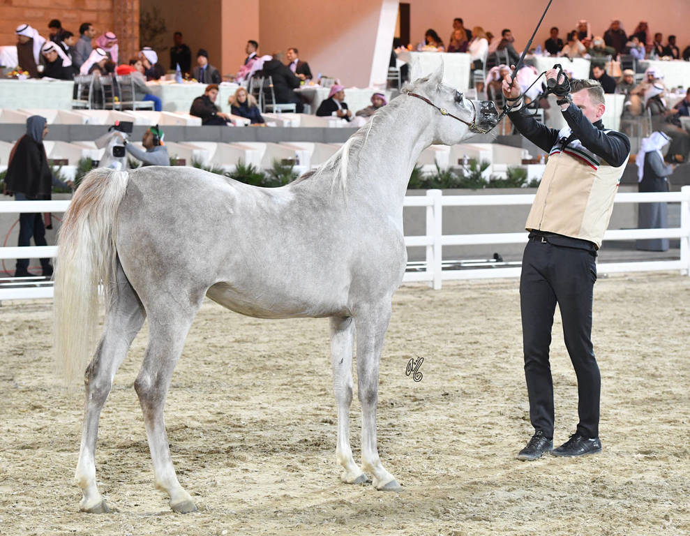 Junior Female Bronze Champion: Alsafa Aljazira (Waseem ElKuwait X Jalila Aljazira) 