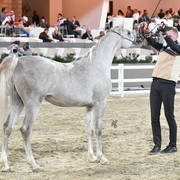 Junior Female Bronze Champion: Alsafa Aljazira (Waseem ElKuwait X Jalila Aljazira) 