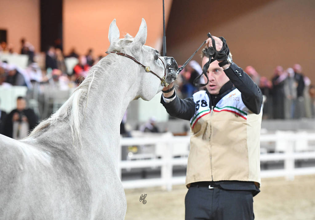 Junior Female Bronze Champion: Alsafa Aljazira (Waseem ElKuwait X Jalila Aljazira) 