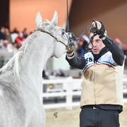 Junior Female Bronze Champion: Alsafa Aljazira (Waseem ElKuwait X Jalila Aljazira) 