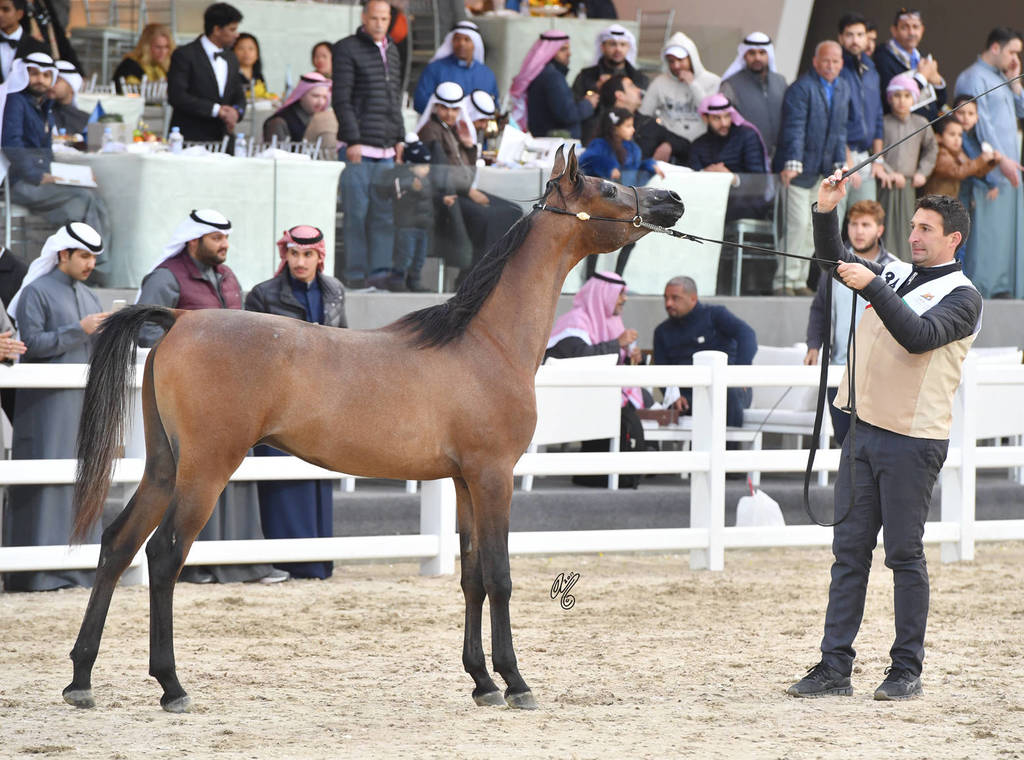 Yearling Colt Gold Champion:Jarrah Al Wafi (Dahes Al Rayyan X Shaikha Al Wafy)
