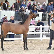 Yearling Colt Gold Champion:Jarrah Al Wafi (Dahes Al Rayyan X Shaikha Al Wafy)