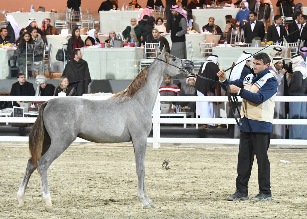 Yearling Colt Silver Champion: Muhallab Al Shajar (Taleb Al Shaqab X Alya Al Shajer) 