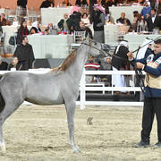 Yearling Colt Silver Champion: Muhallab Al Shajar (Taleb Al Shaqab X Alya Al Shajer) 