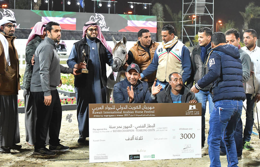 Yearling Colt Silver Champion: Muhallab Al Shajar (Taleb Al Shaqab X Alya Al Shajer) 