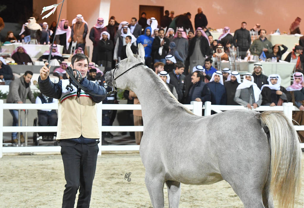 Yearling Colt Bronze Champion: Aabs Al Khashab (Motair Al Baidaa X Khadija by Khalila)