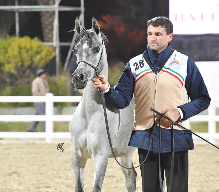Yearling Filly Gold Champion: Zainah Al Nawasi (Asfoor Al Waab X Zahyah Al Nawa SI)  