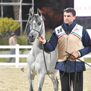 Yearling Filly Gold Champion: Zainah Al Nawasi (Asfoor Al Waab X Zahyah Al Nawa SI)  