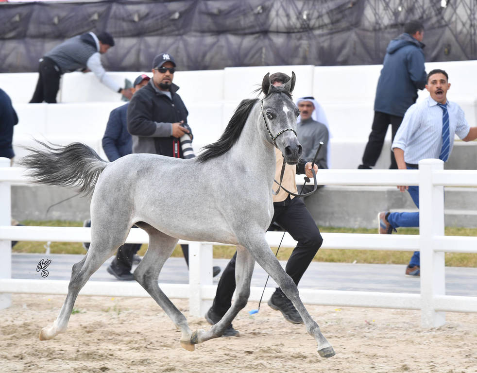 Yearling Filly Gold Champion: Zainah Al Nawasi (Asfoor Al Waab X Zahyah Al Nawa SI)  