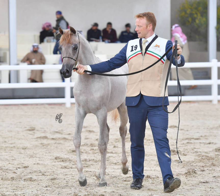 Yearling Filly Silver Champion: Rayah Aldanat (Al Adeed Al Shaqab X Ajmal Sharifa)
