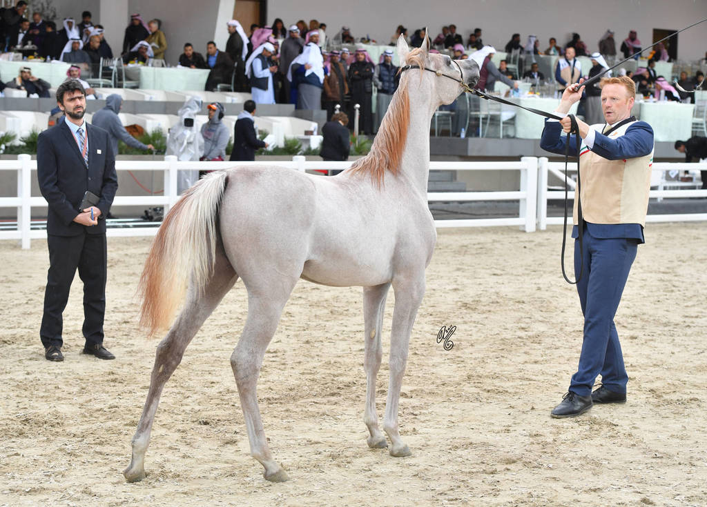 Yearling Filly Silver Champion: Rayah Aldanat (Al Adeed Al Shaqab X Ajmal Sharifa)
