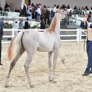 Yearling Filly Silver Champion: Rayah Aldanat (Al Adeed Al Shaqab X Ajmal Sharifa)