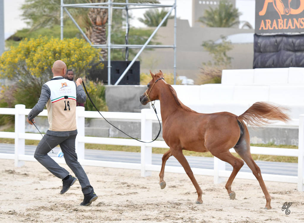 Yearling Filly Bronze Champion: Marbia Al Salam (Al Sheikh Obaied Al M X Lamiaa Adel)