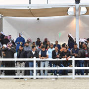 Lisa Abraham: 2017 Kuwait International Arabian Horse Festival~All Nations Cup Straight Egyptians 