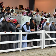 Lisa Abraham: 2017 Kuwait International Arabian Horse Festival~All Nations Cup Straight Egyptians 