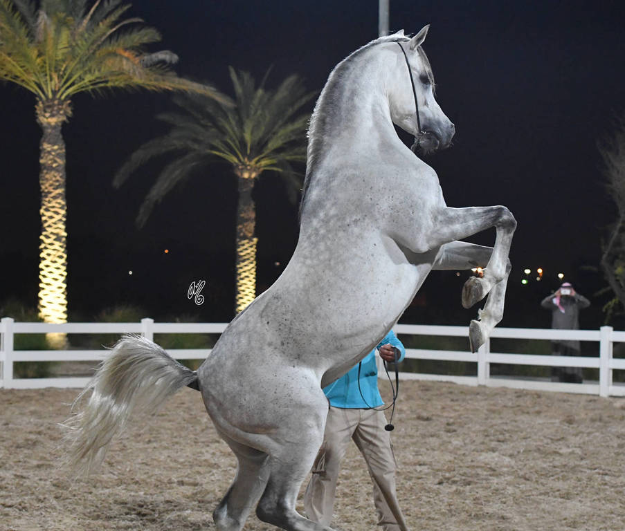 Lisa Abraham: 2017 Kuwait International Arabian Horse Festival~All Nations Cup Straight Egyptians 