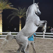 Lisa Abraham: 2017 Kuwait International Arabian Horse Festival~All Nations Cup Straight Egyptians 