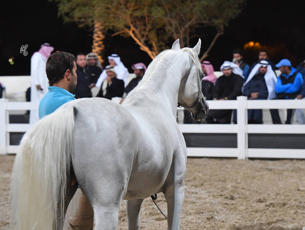 Lisa Abraham: 2017 Kuwait International Arabian Horse Festival~All Nations Cup Straight Egyptians 