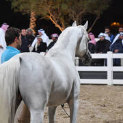 Lisa Abraham: 2017 Kuwait International Arabian Horse Festival~All Nations Cup Straight Egyptians 