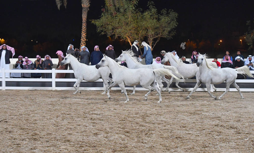 The unforgettable finale to the Bait Al Arab Presentation: five Ansata Hejazi daughters at liberty. These pearls of the progarm included: Lulua Elkuwait, Mayyasah Elkuwait, Mesk Elkuwait, Maha Elkuwait and Layali Elkuwait.