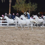 The unforgettable finale to the Bait Al Arab Presentation: five Ansata Hejazi daughters at liberty. These pearls of the progarm included: Lulua Elkuwait, Mayyasah Elkuwait, Mesk Elkuwait, Maha Elkuwait and Layali Elkuwait.