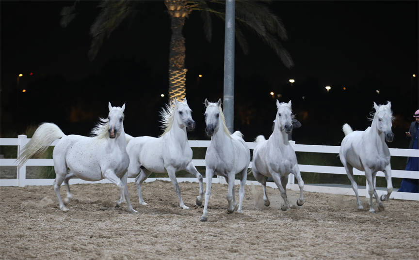 The unforgettable finale to the Bait Al Arab Presentation: five Ansata Hejazi daughters at liberty. These pearls of the progarm included: Lulua Elkuwait, Mayyasah Elkuwait, Mesk Elkuwait, Maha Elkuwait and Layali Elkuwait. Staff photo