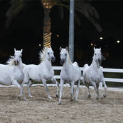 The unforgettable finale to the Bait Al Arab Presentation: five Ansata Hejazi daughters at liberty. These pearls of the progarm included: Lulua Elkuwait, Mayyasah Elkuwait, Mesk Elkuwait, Maha Elkuwait and Layali Elkuwait. Staff photo