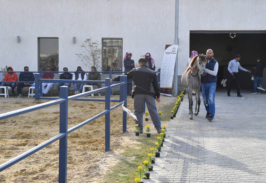 Lisa Abraham: 2017 Kuwait International Arabian Horse Festival~All Nations Cup Straight Egyptians 