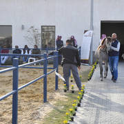 Lisa Abraham: 2017 Kuwait International Arabian Horse Festival~All Nations Cup Straight Egyptians 