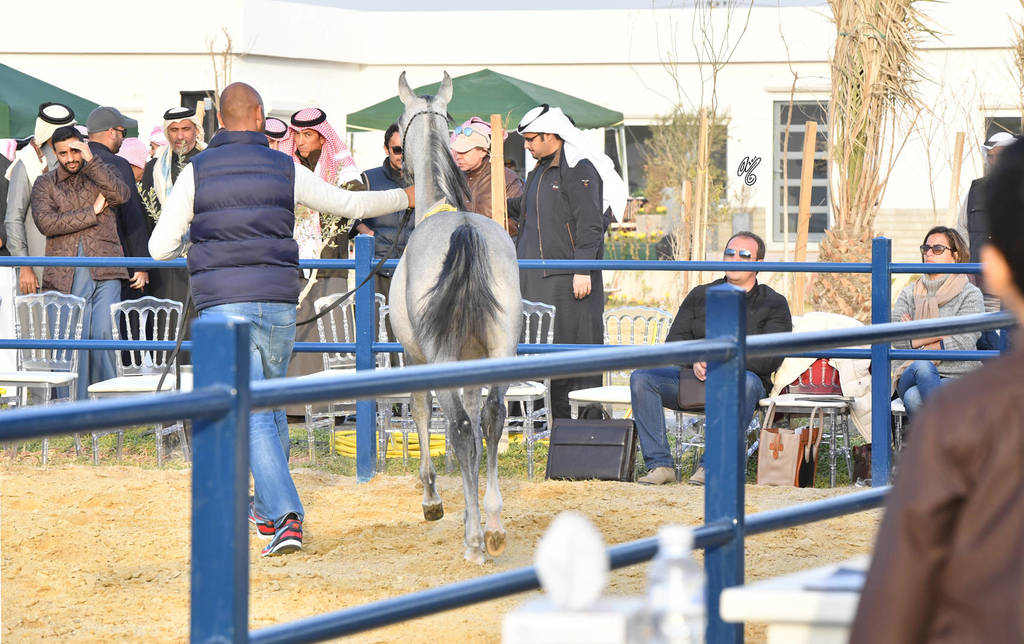 Lisa Abraham: 2017 Kuwait International Arabian Horse Festival~All Nations Cup Straight Egyptians 