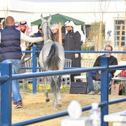 Lisa Abraham: 2017 Kuwait International Arabian Horse Festival~All Nations Cup Straight Egyptians 