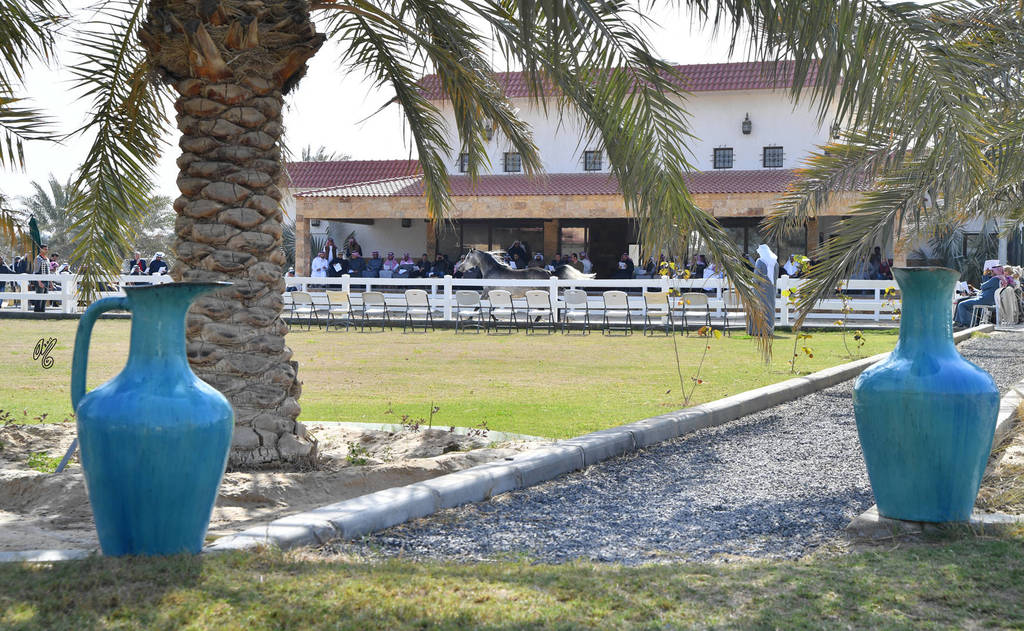 Lisa Abraham: 2017 Kuwait International Arabian Horse Festival~All Nations Cup Straight Egyptians 