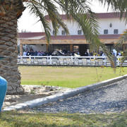 Lisa Abraham: 2017 Kuwait International Arabian Horse Festival~All Nations Cup Straight Egyptians 