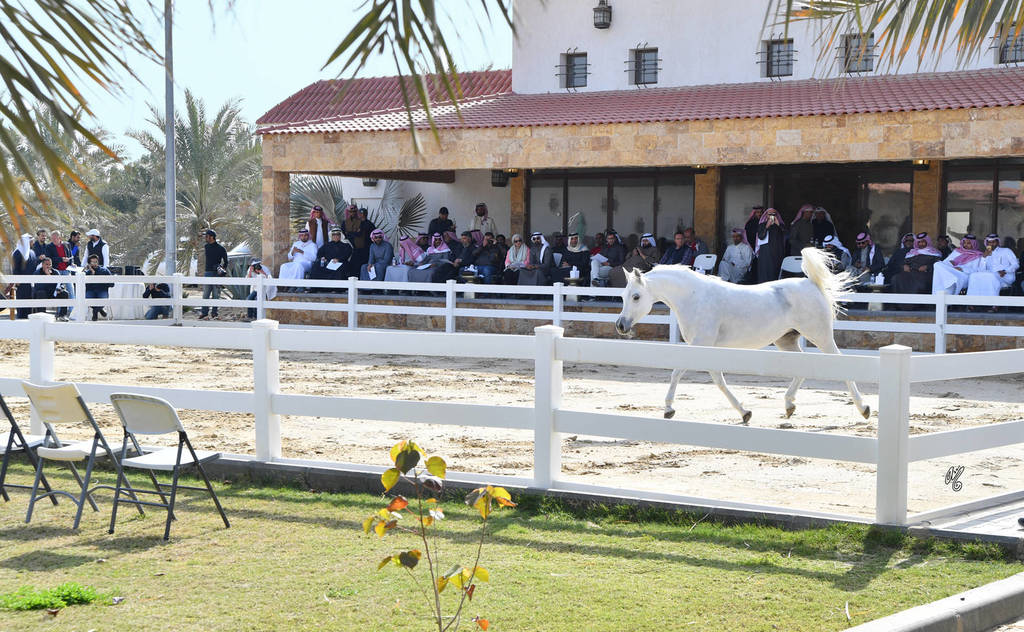 Lisa Abraham: 2017 Kuwait International Arabian Horse Festival~All Nations Cup Straight Egyptians 